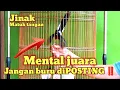 Lagu STOP PEMAHAMAN YANG SALAH  | KEISTIMEWAAN MURAI BATU PASTOL JINAK ‼️