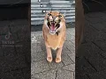 Download Lagu suara kucing caracal #shorts #caracal #viral #cat