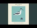 Download Lagu Avocet