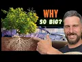 I Found Nature s Secret To Growing Monster Fruit Trees