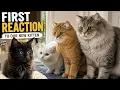 A New Kitten Joins the Family Watch Ginger Belfy Lillibit s First Reactions