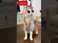 Download Lagu Dj Looks 😎😻🙀 #viral #youtube #trendingshorts #pets #meow #cat #dj