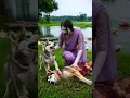 Download Lagu Zombie Attacked Puppy's Mom🧟#shorts #zombie #puppy #revenge #humanity #trending #success #wildlife