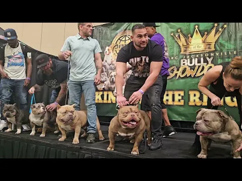 Download MP3 American Bully fun stack off at the ABKC show 2024