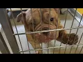 Norfolk Animal Care Center urgently seeks holiday foster homes for dogs