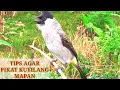 Download Lagu tips agar PIKAT KUTILANG anda MAPAN dan MENTALNYA full