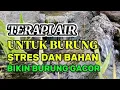 Lagu Terapi air untuk burung stres dan bahan, Terapi burung dengan suara gemericik air