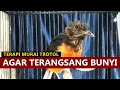 Download Lagu SUARA MURAI TROTOL belajar bunyi ngeriwik ‼️ Pancingan MB anakan jantan agar cepat EMOSI gacor lot