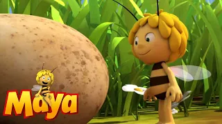 Download Follow That Egg  - Maya the Bee - Episode 56 MP3