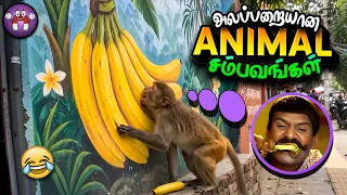 சிரிப்பான விலங்குகள் சம்பவங்கள் |Funny Animals | The Magnet Family 2.0
