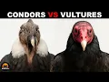 What Is the Difference Between Vultures and Condors