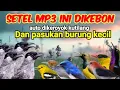 Download Lagu Suara Pikat Kutilang Dan Burung Kecil Sudah Terbukti Ampuhh