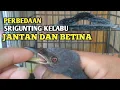 Cara Mudah Membedakan Burung Srigunting Kelabu Jantan Dan Betina