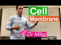 Cell Membrane Phospholipid Bilayer