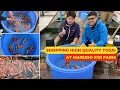 Download Lagu Shopping HIGH-QUALITY TOSAI KOI FISH at Marudo Koi Farm - One of the BIGGEST BREEDERS in Japan