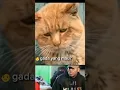 Download Lagu video kucing lucu #meme #cats #catshorts
