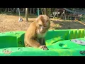 It seems like Monkey Kaka feels sad when missing her family