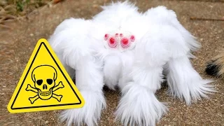 أكثر 8 عناكب فتكا بالبشر لا تقترب منها أبدا 