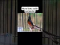Download Lagu Murai batu nretek nembak