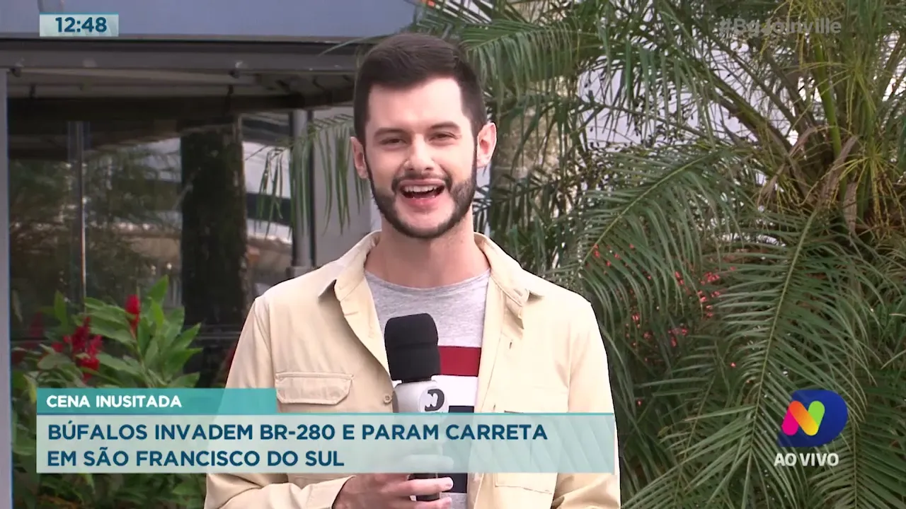 Cena inusitada: búfalos invadem BR-280 e param carreta em São Francisco do Sul