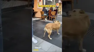 دائما نسمع عن وفاء الكلاب ولكن ما فعله هذا الكلب غريب حقا         دندنها