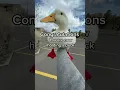 How to Pick Up a Duck part 3