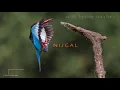 Jugurtha - Sophonisbe (Sahale Remix)