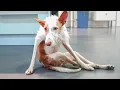 Five years later Scotty is back at the shelter