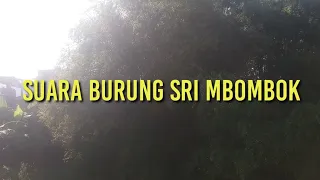 suara burung sri mbombok subscribe like 