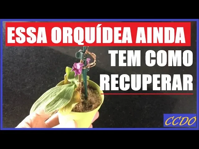 COMO RECUPERAR ORQUÍDEAS SECAS, DEBILITADAS E QUASE MORTA