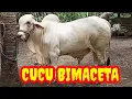 Download Lagu SUPER‼️BIMACAETA DAN SURYOLARAS💥💥💥