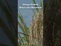 Download Lagu Info Harga Gabah Rata rata Nasional Hari Ini 15 Januari 2025