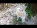 Dog anemia with Soursop tea to boast RBC