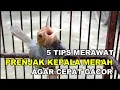 Download Lagu TIPS MERAWAT PRENJAK KEPALA MERAH AGAR CEPAT GACOR