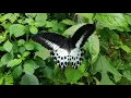 Ed Carlsen - Entangled