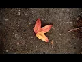 The Final Chapter - Piano Improvisation