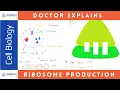 Production of Ribosomes Cell Biology