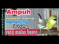 Lagu SIRTU CIPO GACOR,SANGAT AMPUH UNTUK MELATIH MENTAL MEMANCING SIRTU LAIN YANG MALAS BUNYI