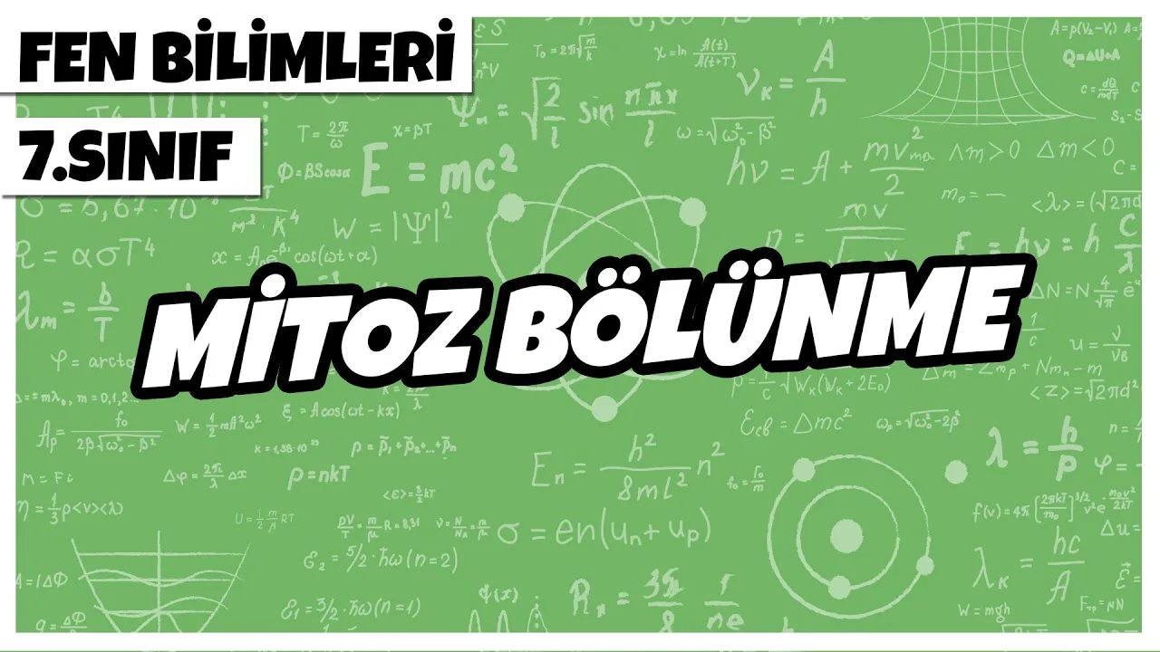 7. Sınıf Fen Bilimleri - Mitoz Bölünme | 2022