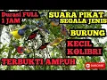 Download Lagu SUARA PIKAT SEGALA JENIS KOLIBRI KONIN,SOGON,KORLAP,SEPAH RAJA DURASI FULL 1JAM.mp4