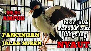 Download SUARA BURUNG JALAK SUREN GACOR FULL ISIAN AMPUH buat MASTERAN SEMUA BURUNG KICAU MP3