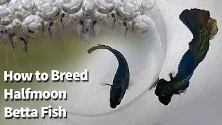 Download How to breed Betta Fish | Copper Halfmoon Betta Breeding | Fry to Adult MP3