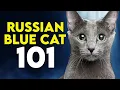 Russian Blue Cat 101 - Learn ALL About Them
