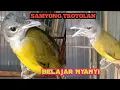 Download Lagu SAMYONG TROTOLAN MULAI AJAR BERNYANI