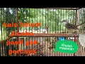 Download Lagu burung ciblek semi pariasi tembakan masteran semua burung bahan 08 @jalu890