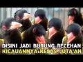 Download Lagu CUMA 200 RIBU WARNA EXCOTIC KICAUANNYA KELAS JUTA'AN CUCAK ROWO LEWAT !!! 