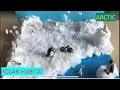 Polar habitat diorama Arctic region MODEL
