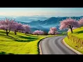 “Peaceful Spring Road Through Cherry Blossom Hills 🌸 | Relaxing Mountain Nature Ambience 4K“Heavenly