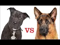PITBULL VS PASTOR ALEMAN Cual es el mejor para ti y tu familia