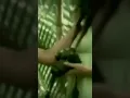 Download Lagu aku jatuh cinta